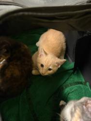 Shelter Stray Male Cat last seen Near N. Fulton Ave., Atlanta, GA, 1251 Fulton Industrial Blvd NW, Atlanta, GA 30336, USA