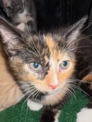 Shelter Stray Female Cat last seen Near N. Fulton Ave., Atlanta, GA, 1251 Fulton Industrial Blvd NW, Atlanta, GA 30336, USA