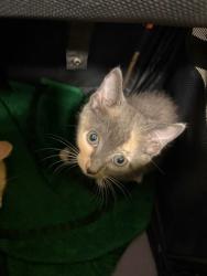 Shelter Stray Female Cat last seen Near N. Fulton Ave., Atlanta, GA, 1251 Fulton Industrial Blvd NW, Atlanta, GA 30336, USA