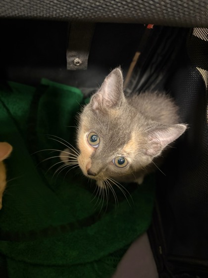 Shelter Stray Female Cat last seen Near N. Fulton Ave., Atlanta, GA, 1251 Fulton Industrial Blvd NW, Atlanta, GA 30336, USA