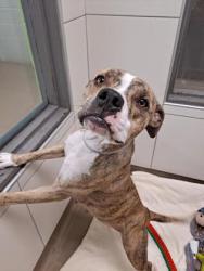 Shelter Stray Female Dog last seen Near Longview rd, City of Knoxville ASO, TN, 3201 Division St, Knoxville, TN 37919, USA