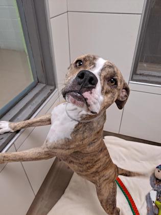 Shelter Stray Female Dog last seen Near Longview rd, City of Knoxville ASO, TN, 3201 Division St, Knoxville, TN 37919, USA