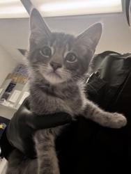Shelter Stray Male Cat last seen Dumped at OAS Night Drop, Alameda, , 1101 29th Ave, Oakland, CA 94601, USA