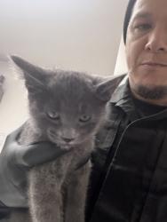 Shelter Stray Female Cat last seen Dumped at OAS Night Drop, Alameda, , 1101 29th Ave, Oakland, CA 94601, USA