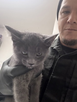 Shelter Stray Female Cat last seen Dumped at OAS Night Drop, Alameda, , 1101 29th Ave, Oakland, CA 94601, USA