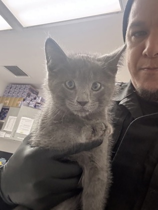 Shelter Stray Male Cat last seen Dumped at OAS Night Drop, Alameda, , 1101 29th Ave, Oakland, CA 94601, USA