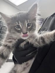 Shelter Stray Male Cat last seen Dumped at OAS Night Drop, Alameda, , 1101 29th Ave, Oakland, CA 94601, USA