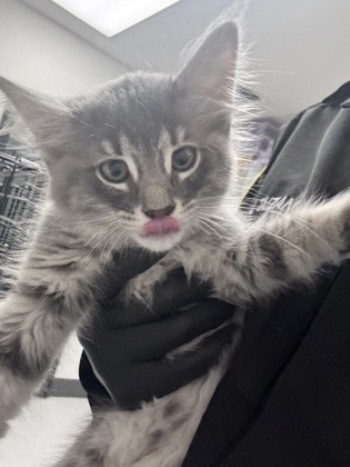 Shelter Stray Male Cat last seen Dumped at OAS Night Drop, Alameda, , 1101 29th Ave, Oakland, CA 94601, USA