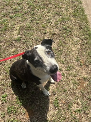 Shelter Stray Male Dog last seen Near blk oak haven-FH, FOREST HILL, TX, 3961 Bluebell Dr, Everman, TX 76140, USA