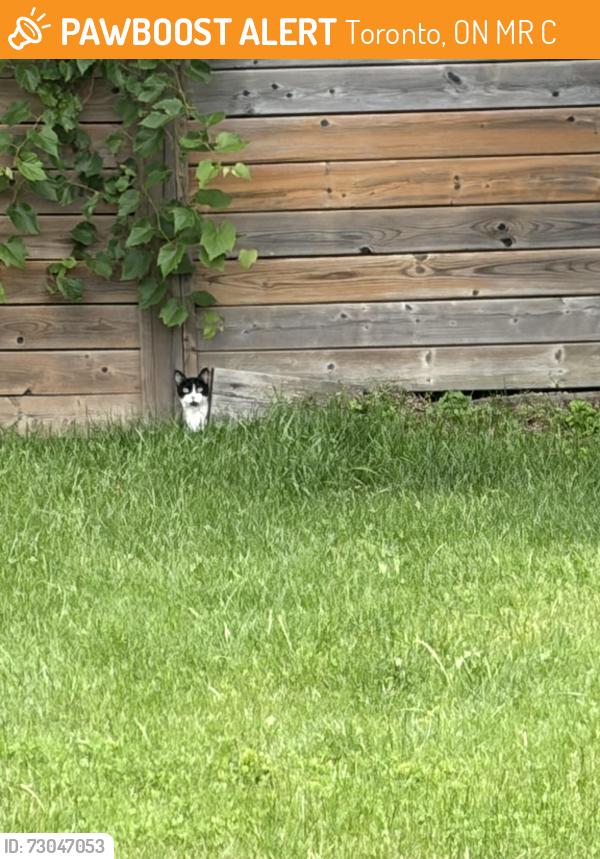 Found/Stray Female Cat last seen Warden & Lawrence, Toronto, ON M1R 2C5