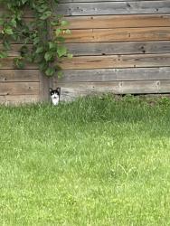Found/Stray Female Cat last seen Warden & Lawrence, Toronto, ON M1R 2C5