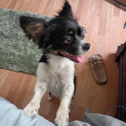 Found/Stray Male Dog last seen Texas and Trumbull Southeast, Albuquerque, NM 87108