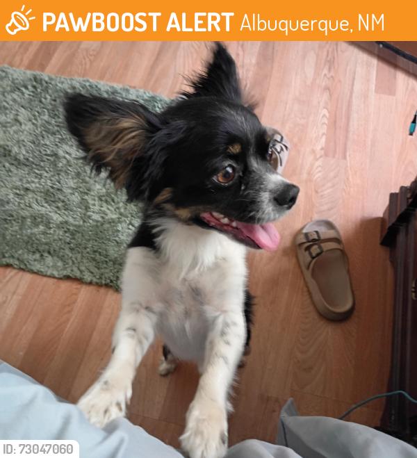 Found/Stray Male Dog last seen Texas and Trumbull Southeast, Albuquerque, NM 87108