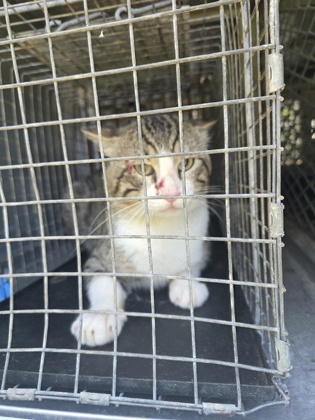 Shelter Stray Unknown Cat last seen Near balfour dr, Cedar Hill, TX, 1150 E Pleasant Run Rd, Cedar Hill, TX 75104, USA