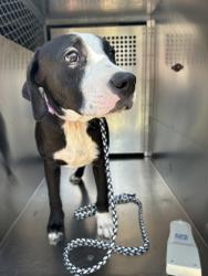 Shelter Stray Male Dog last seen Near CHAPEL WOOD CT, West District, TX, 355 Hillshire Dr, Haslet, TX 76052, USA
