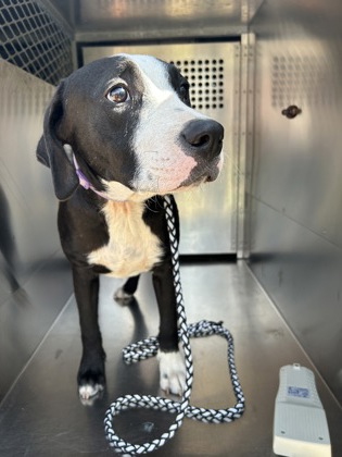 Shelter Stray Male Dog last seen Near CHAPEL WOOD CT, West District, TX, 355 Hillshire Dr, Haslet, TX 76052, USA