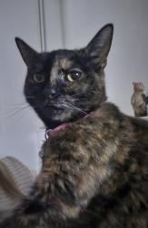 Lost Female Cat last seen Westdale lane , Carlton, England NG4