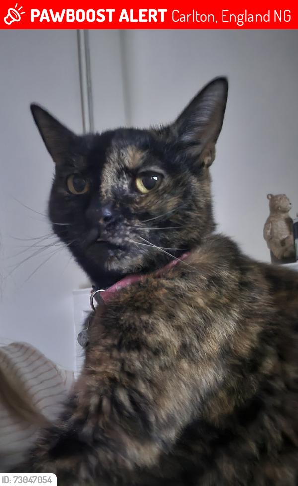 Lost Female Cat last seen Westdale lane , Carlton, England NG4