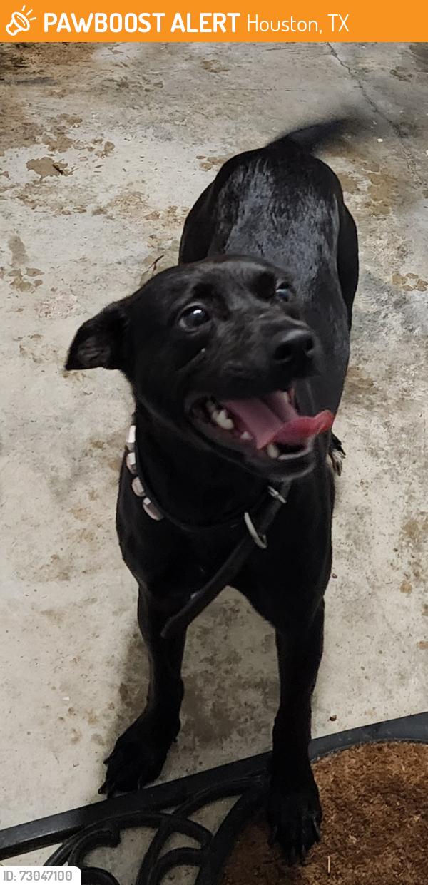 Found/Stray Female Dog last seen Near & briar creek , Houston, TX 77073