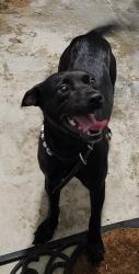 Found/Stray Female Dog last seen Near & briar creek, Houston, TX 77073