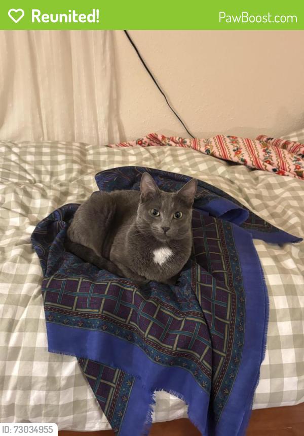 Reunited Female Cat last seen Glass Ave and Lybarger, Olympia, WA 98506