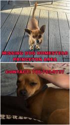 Lost Male Dog last seen Near 248 st and us1, Homestead, FL 33032