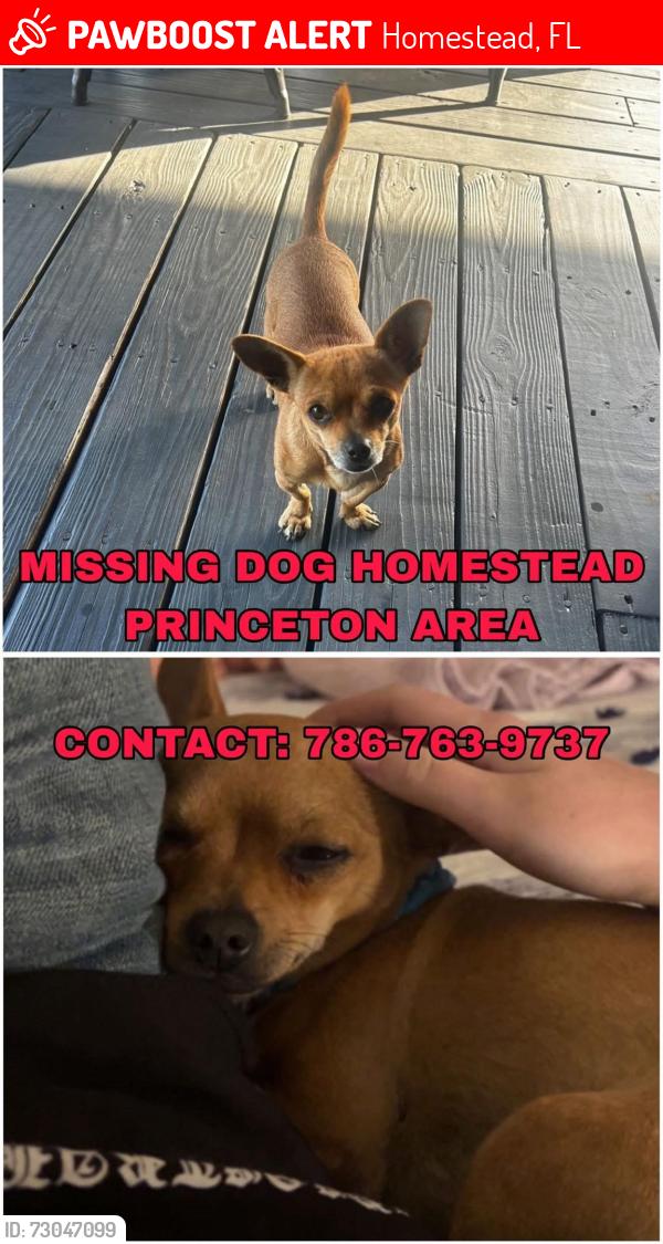 Lost Male Dog last seen Near 248 st and us1, Homestead, FL 33032