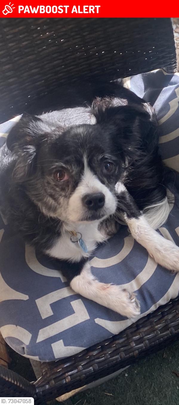 Lost Female Dog last seen 54ST and Broadway, West Palm Beach, FL 33407