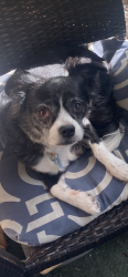 Lost Female Dog last seen 54ST and Broadway, West Palm Beach, FL 33407