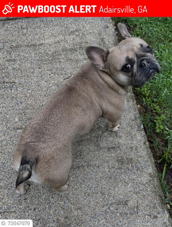 Lost Female Dog last seen Hwy140/ oak grove rd Adairsville, Adairsville, GA 30103