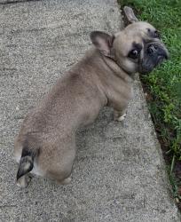 Lost Female Dog last seen Hwy140/ oak grove rd Adairsville, Adairsville, GA 30103