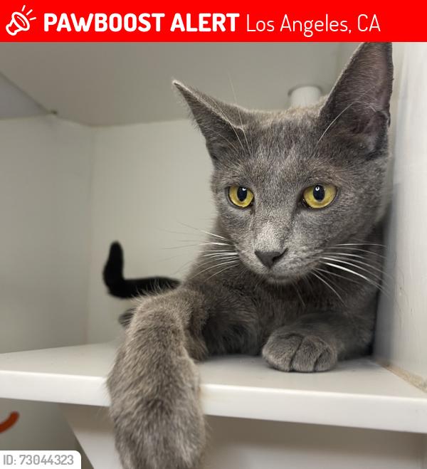Lost Male Cat last seen Idaho & Brockton, Los Angeles, CA 90025
