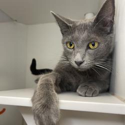 Lost Male Cat last seen Idaho & Brockton, Los Angeles, CA 90025