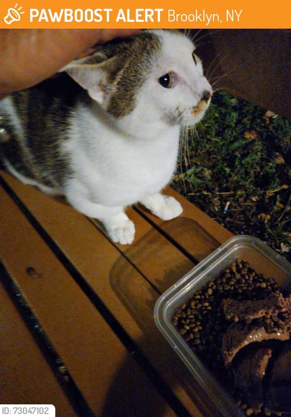 Found/Stray Unknown Cat last seen cropsey avenue and 17th avenue near Benson avenue also Brooklyn New York, Brooklyn, NY 11214