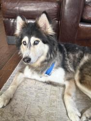 Found/Stray Female Dog last seen In front of Laura Bush Elementry, Houston, TX 77075