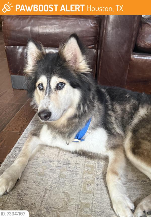 Found/Stray Female Dog last seen In front of Laura Bush Elementry, Houston, TX 77075