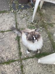 Reunited Unknown Cat last seen Nuneaton, Warwickshire, England CV10