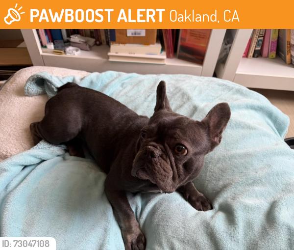 Found/Stray Female Dog last seen 106th Ave, Oakland, CA 94603