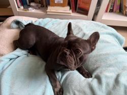 Found/Stray Female Dog last seen 106th Ave, Oakland, CA 94603