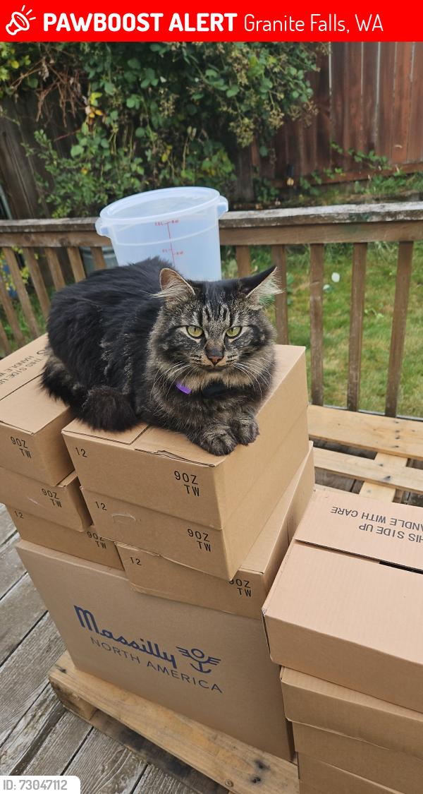 Lost Female Cat last seen Sno Isle library, Granite Falls, WA 98252