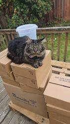Lost Female Cat last seen Sno Isle library, Granite Falls, WA 98252
