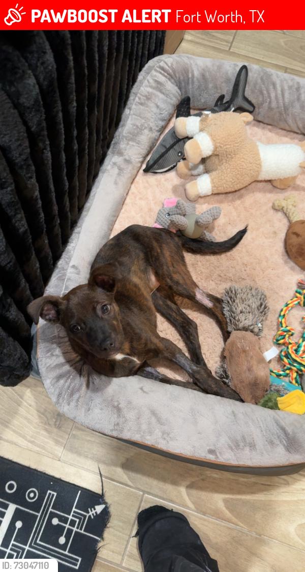 Lost Female Dog last seen E berry and village creek, Fort Worth, TX 76119