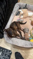 Lost Female Dog last seen E berry and village creek, Fort Worth, TX 76119
