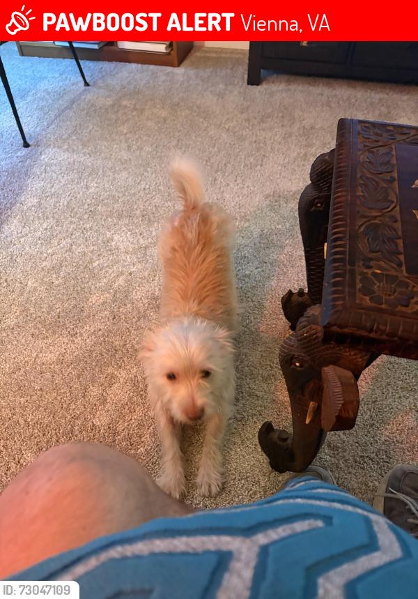 Lost Female Dog last seen Babcock road , Vienna, VA 22181