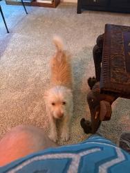 Lost Female Dog last seen Babcock road , Vienna, VA 22181