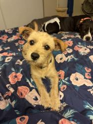 Lost Female Dog last seen Alondra & wilmington, Compton, CA 90220