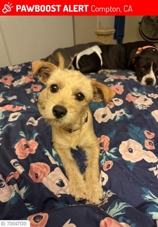 Lost Female Dog last seen Alondra & wilmington, Compton, CA 90220