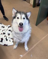 Shelter Stray Female Dog last seen Herman Avenue, LIVERMORE, CA, 94551, 8323 Baldwin St, Oakland, CA 94621, USA