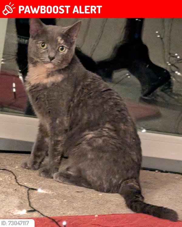 Lost Female Cat last seen Tollis Parkway and broadview rd, Broadview Heights, OH 44147