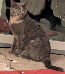 Lost Female Cat last seen Tollis Parkway and broadview rd, Broadview Heights, OH 44147